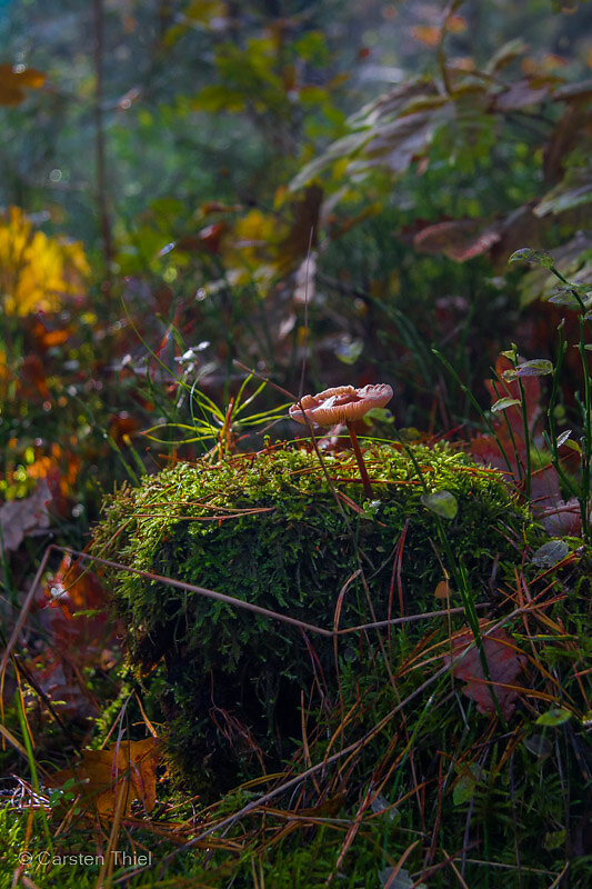 Herbstwald