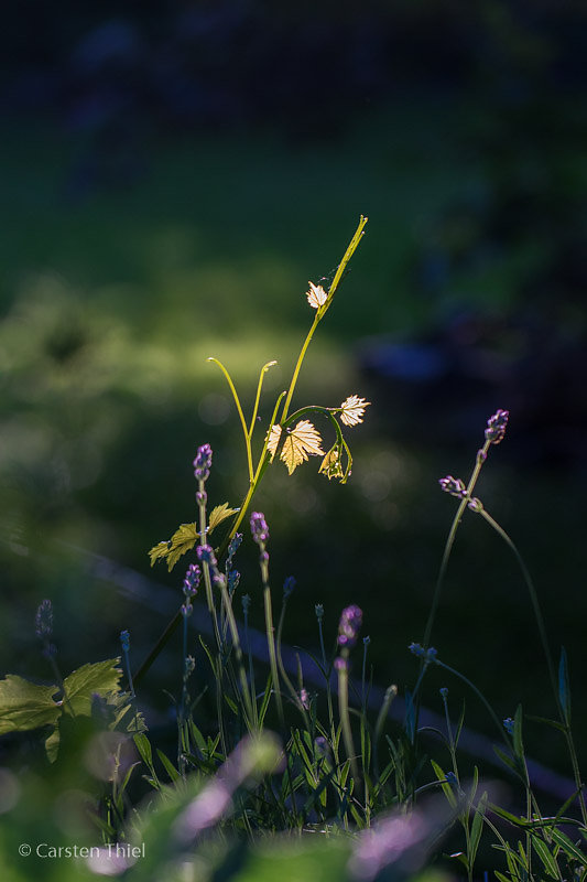 Unser Garten 2016