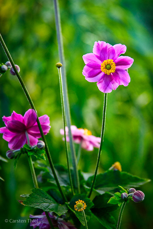 Unser Garten 2018